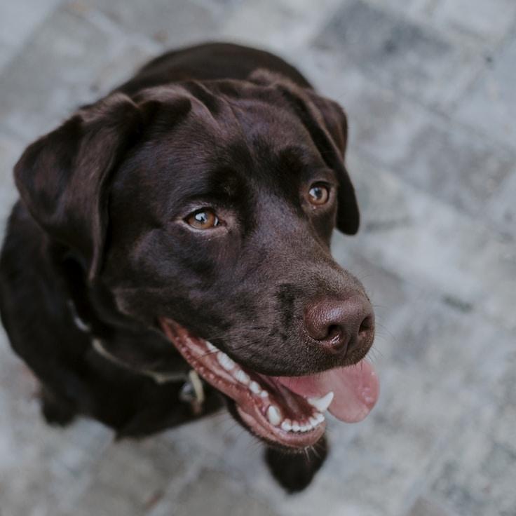 Alex Rivera testimonial